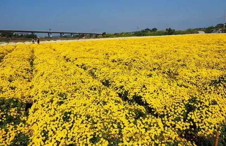 【中药种植】探寻江西婺源皇菊花海背后的“康养密码”