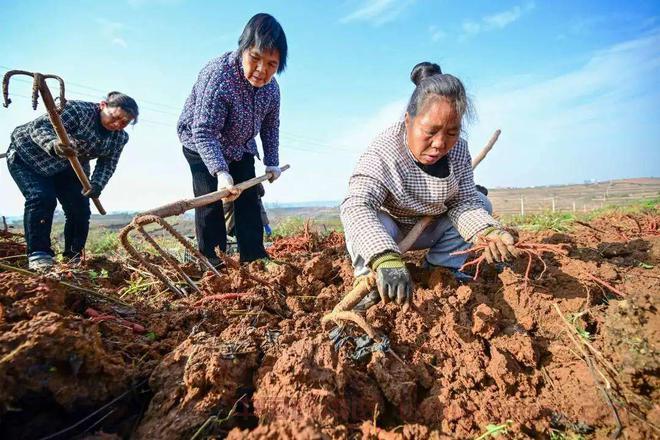 【中医药助力乡村振兴】河南嵩县：中药材产业促百姓致富