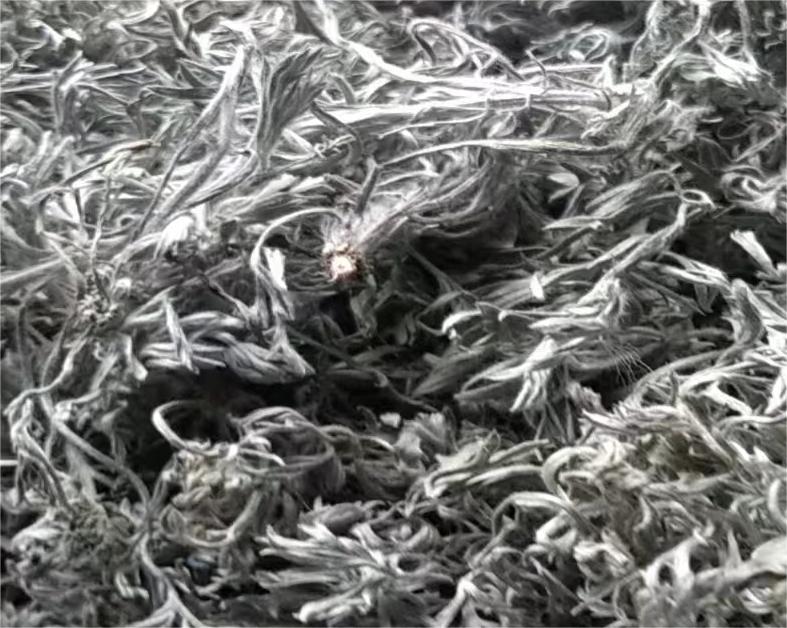 甘肃庆阳茵陈今年高含量货产量较小