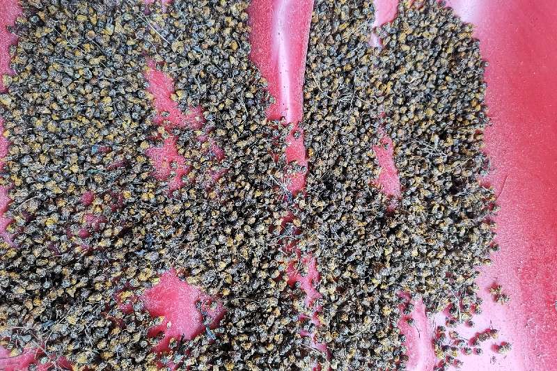 陕西省商洛市商南县野菊花价格平稳