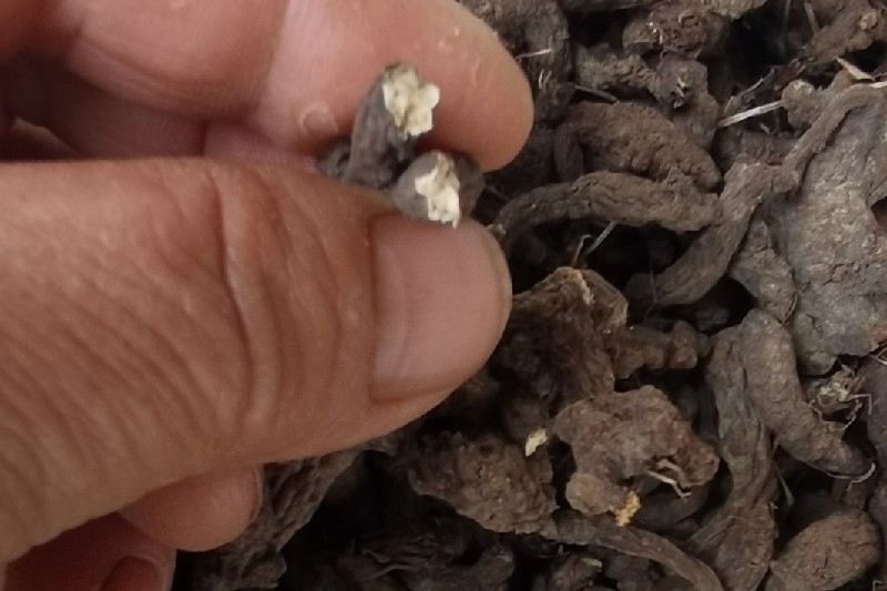 陕西省汉中市西乡县天葵子走势稳定