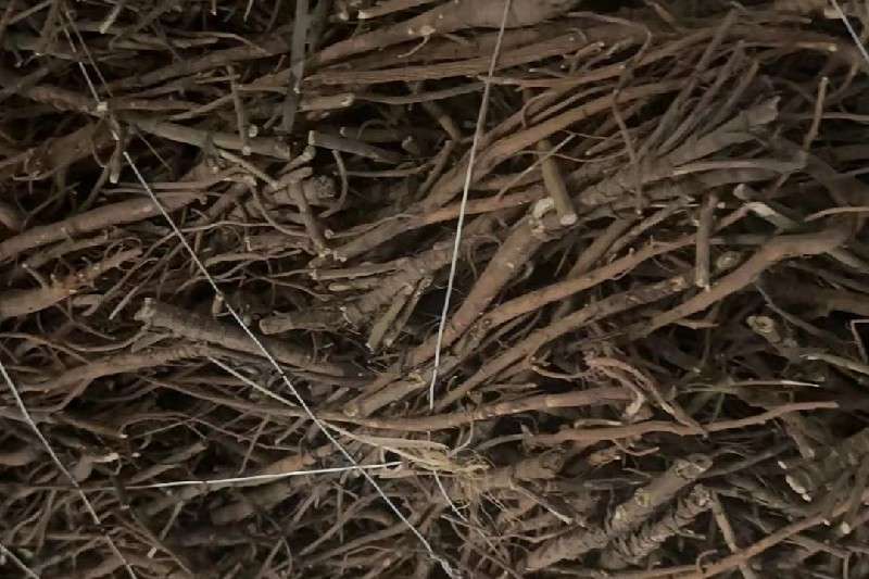 甘肃省定西市陇西县柴胡走势稳定