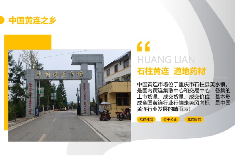 重庆市石柱黄连价稳中显升