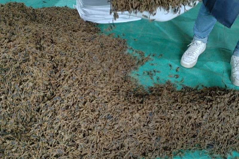 河南省洛阳市老城区全蝎走势快价格坚挺货源紧张