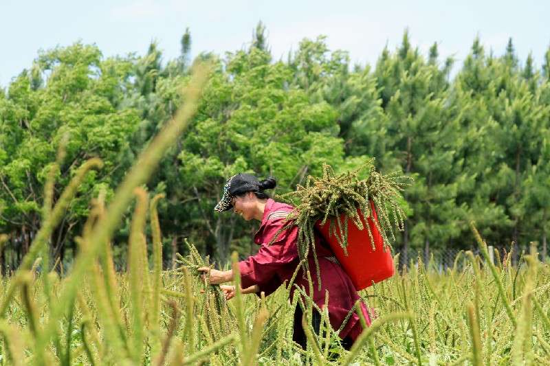 江西省吉安市泰和县车前子新货小批量上市