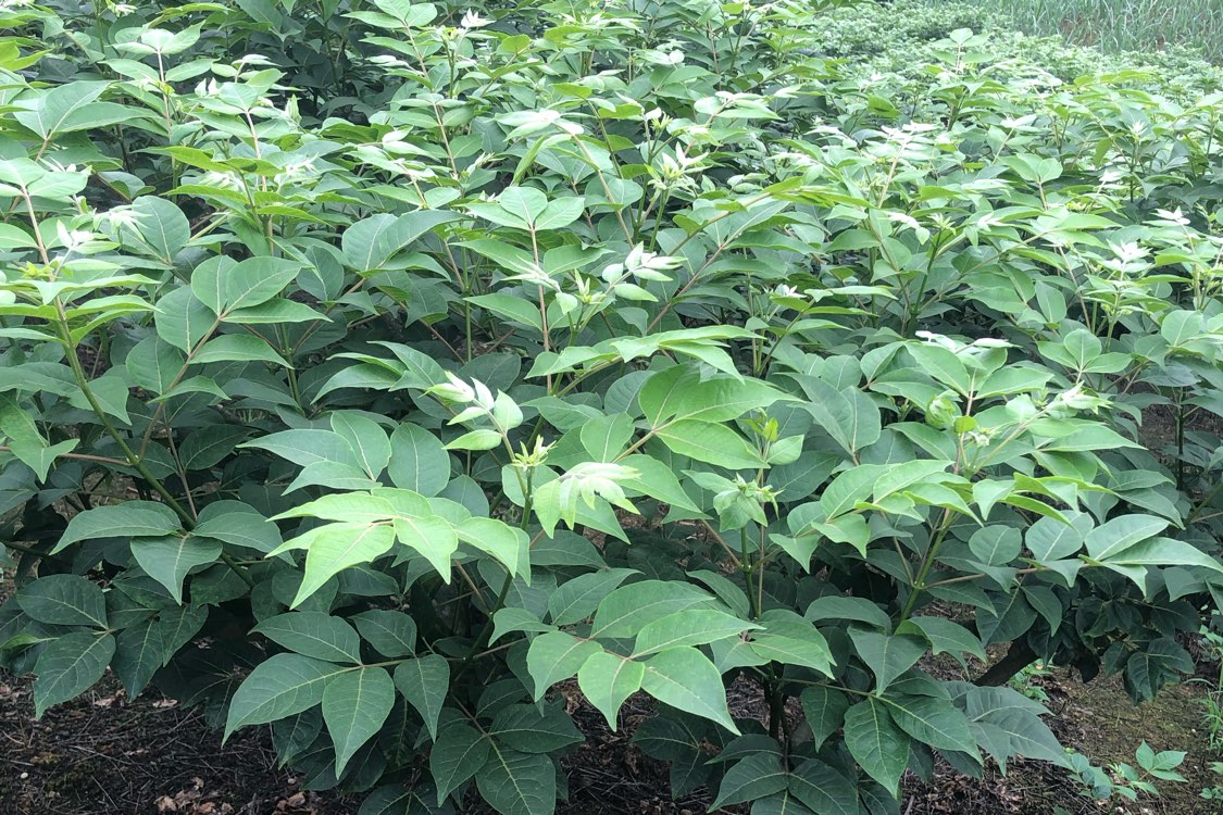 广西河池市罗城县吴茱萸走势缓慢