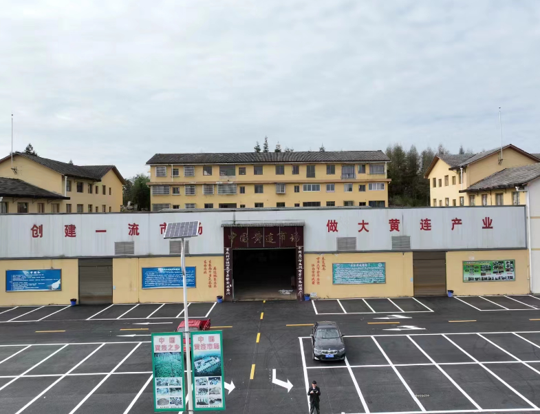 重庆石柱黄连行情再次攀升