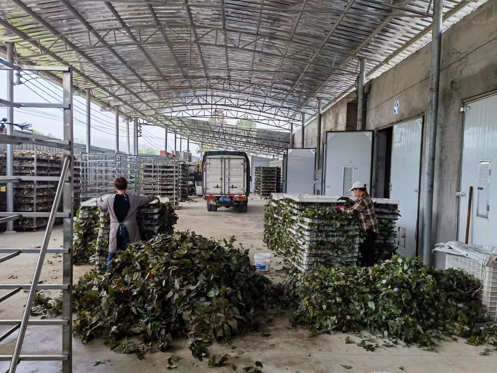 贵州产箭叶淫羊藿“黔藿1号”走动畅快