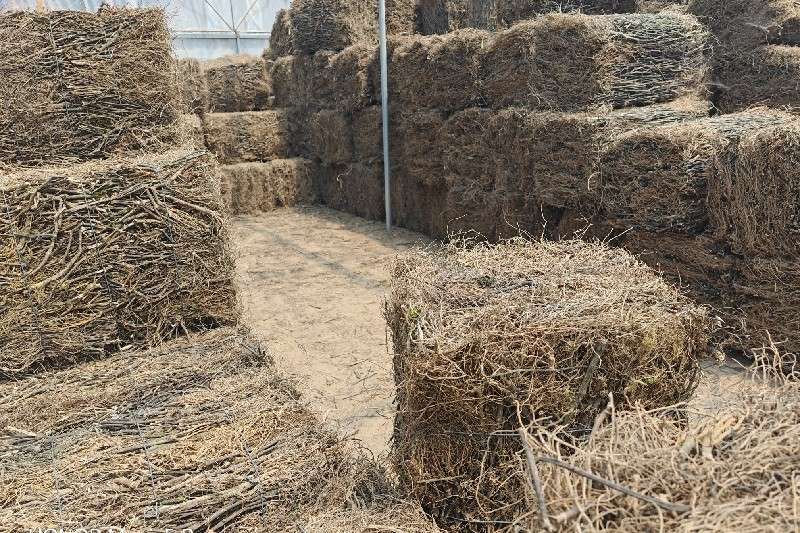 云南省金平县南板蓝根价格回暖看好后期