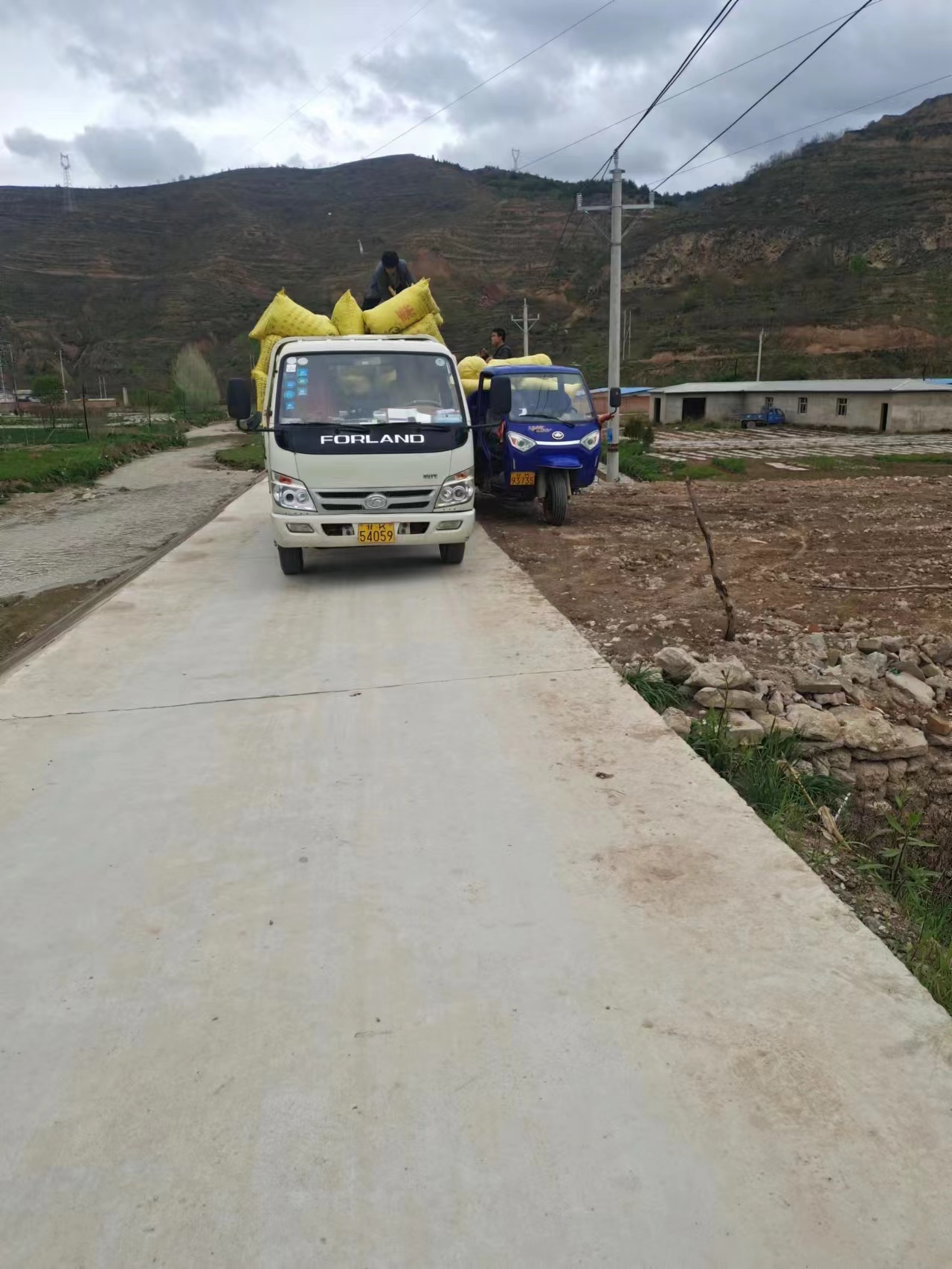 甘肃陇南西和县种植半夏已出苗80%