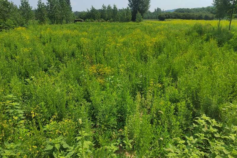 湖北省随州市曾都区 败酱货源不丰