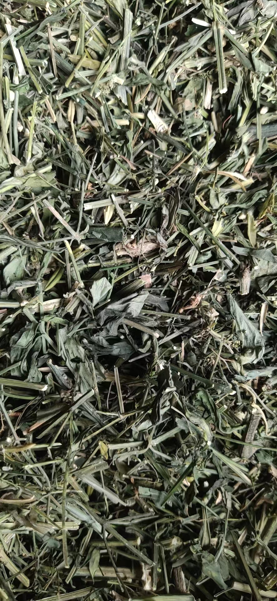 广西横县穿心莲目前产地货源不多