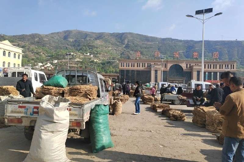 甘肃省定西市岷县党参整体交易平缓