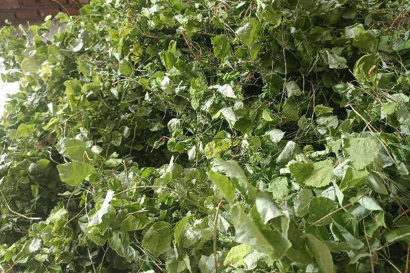 甘肃省陇南市礼县淫羊藿走势稳定