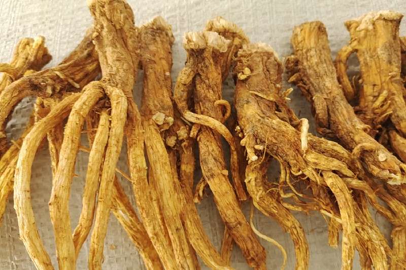 云南省丽江市玉龙秦艽价格进一步提高