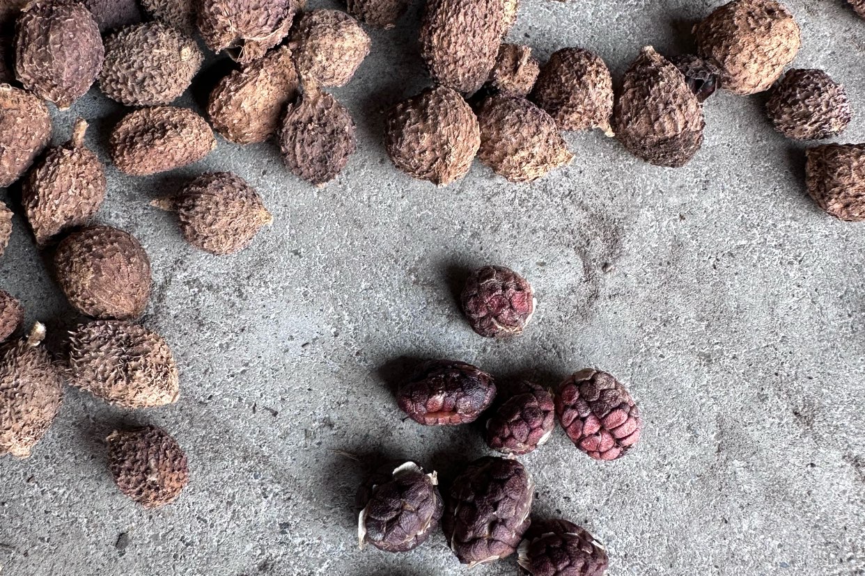 云南省西双版纳傣族自治州景洪市砂仁走势稳定