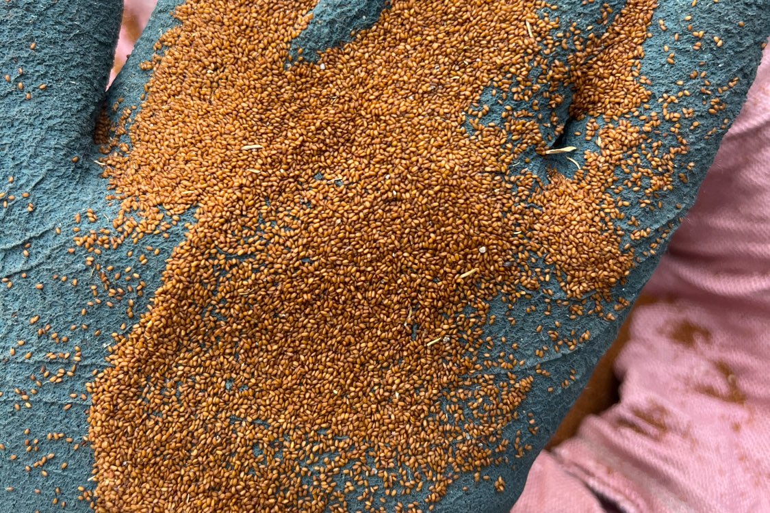 山东庆云葶苈子正值产新