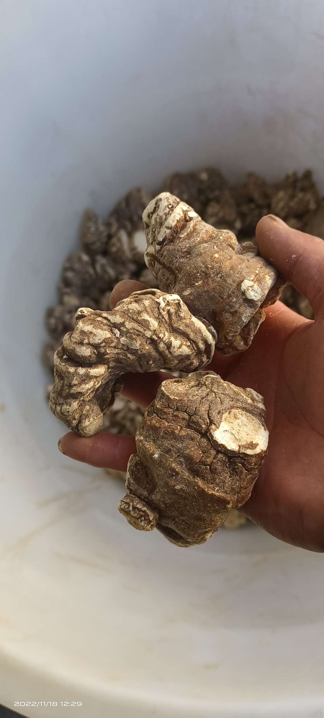 云南省丽江市玉龙纳西族自治县 重楼货源不丰