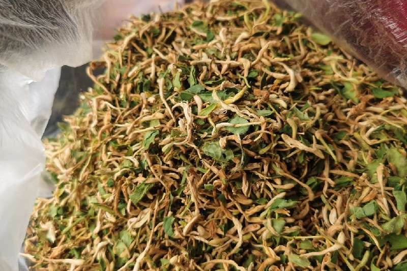 山东省临沂市平邑县金银花新货上市