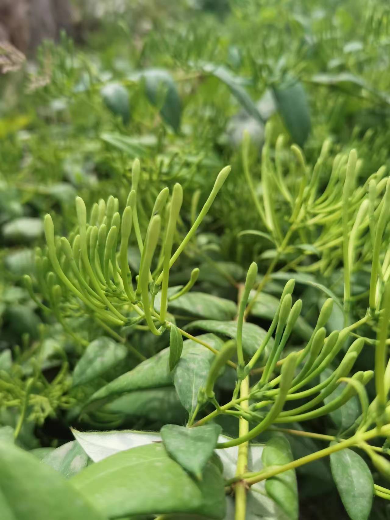 四川产区山银花五彩花产新已经进入中后期