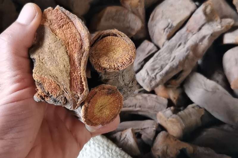 西藏阿里地区普兰县大黄货源短缺