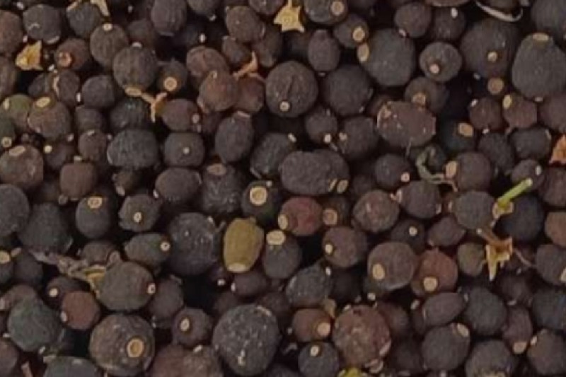 湖南省怀化市溆浦县 枳实 新货预计还有半个月大量上市