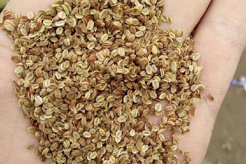 湖北省襄樊市宜城市 蛇床子 现产地多以陈货交易为主