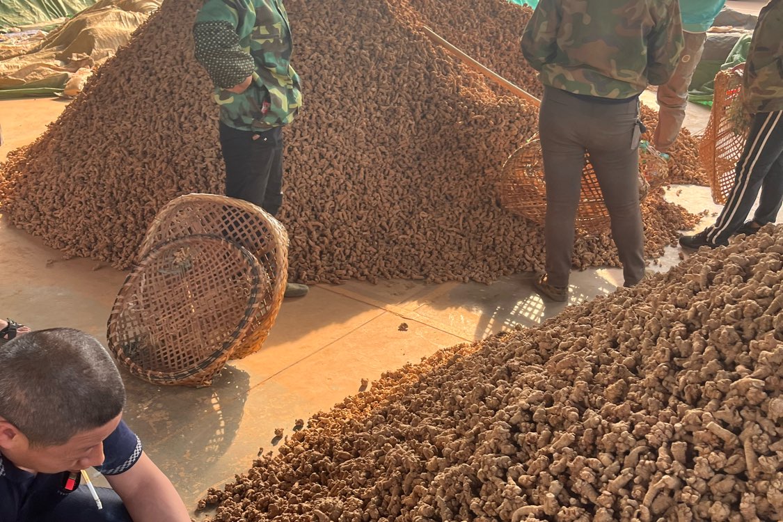 云南省文山三七走势稳定