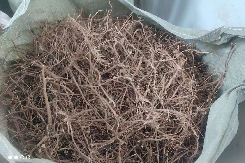 甘肃省庆阳市正宁县 柴胡 快讯信息