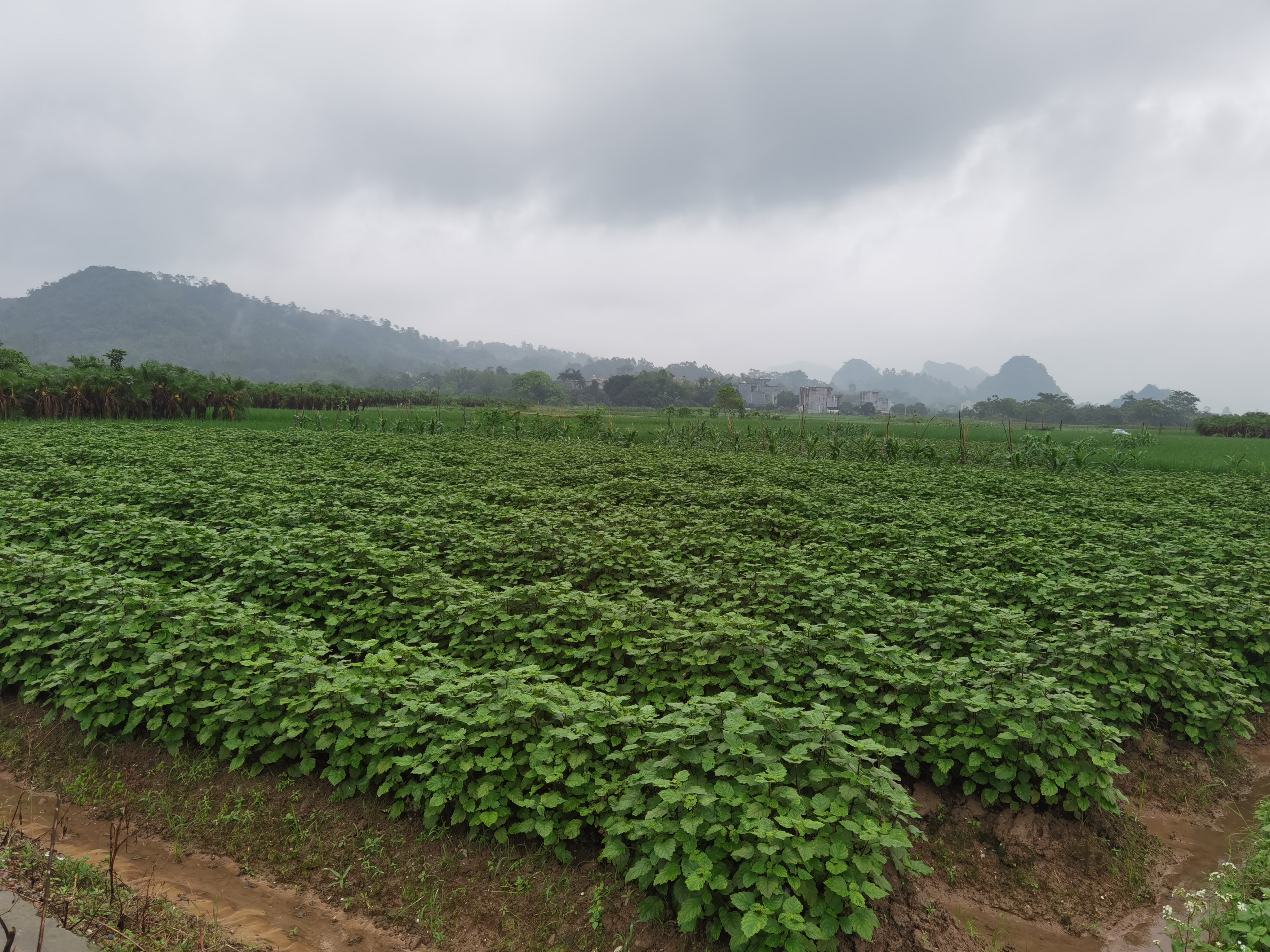 广东省阳江市阳春市广藿香种植基本结束