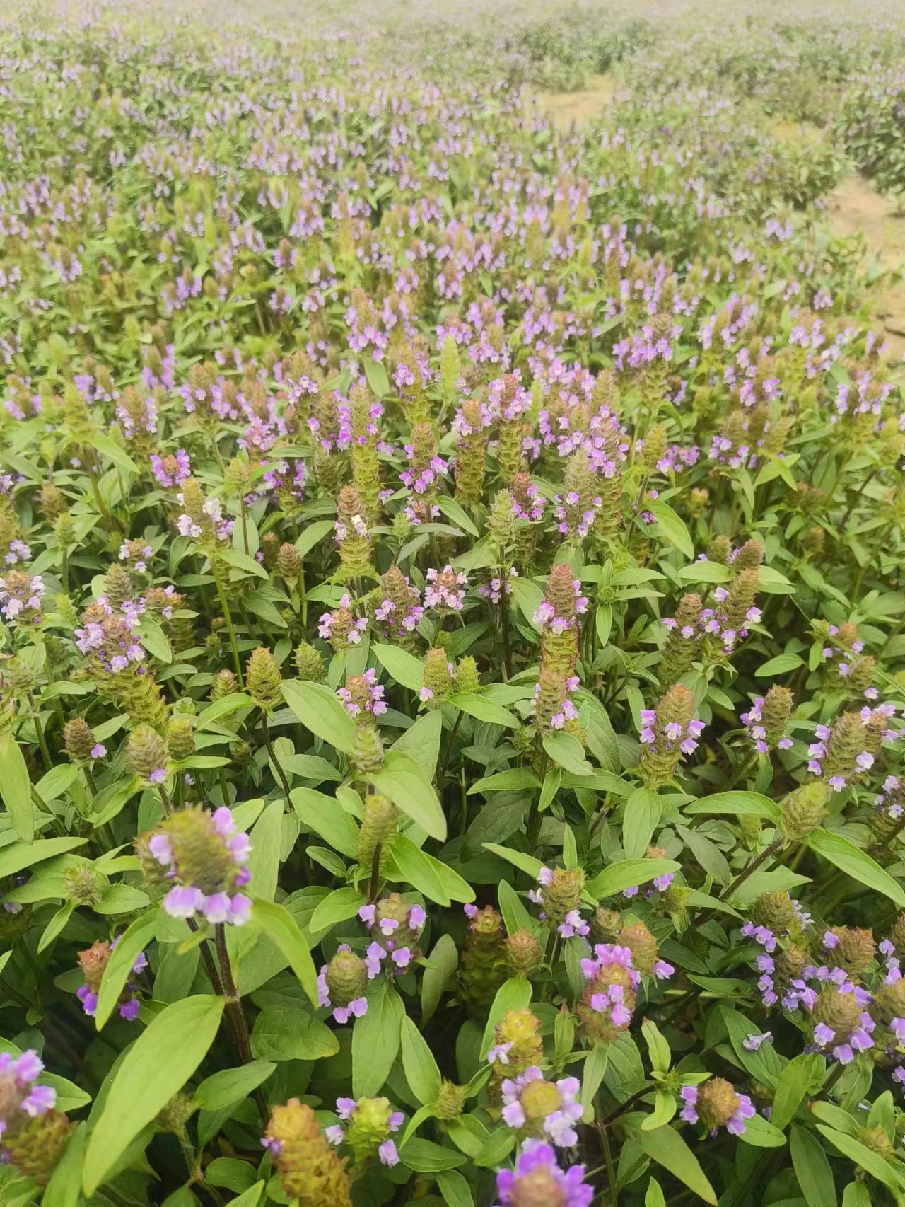 河南驻马店确山县夏枯草已经开始产新了
