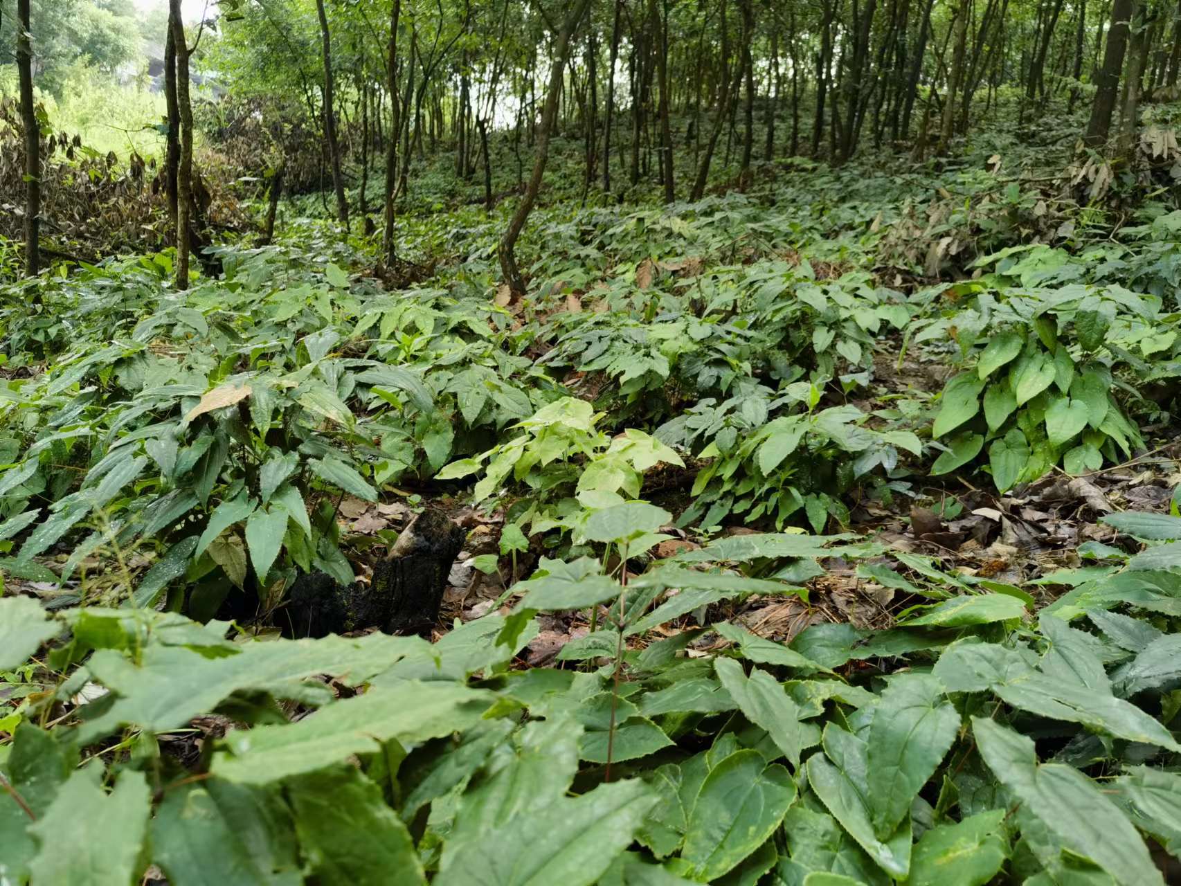 贵州产箭叶淫羊藿“黔藿1号”秋季将迎来丰产