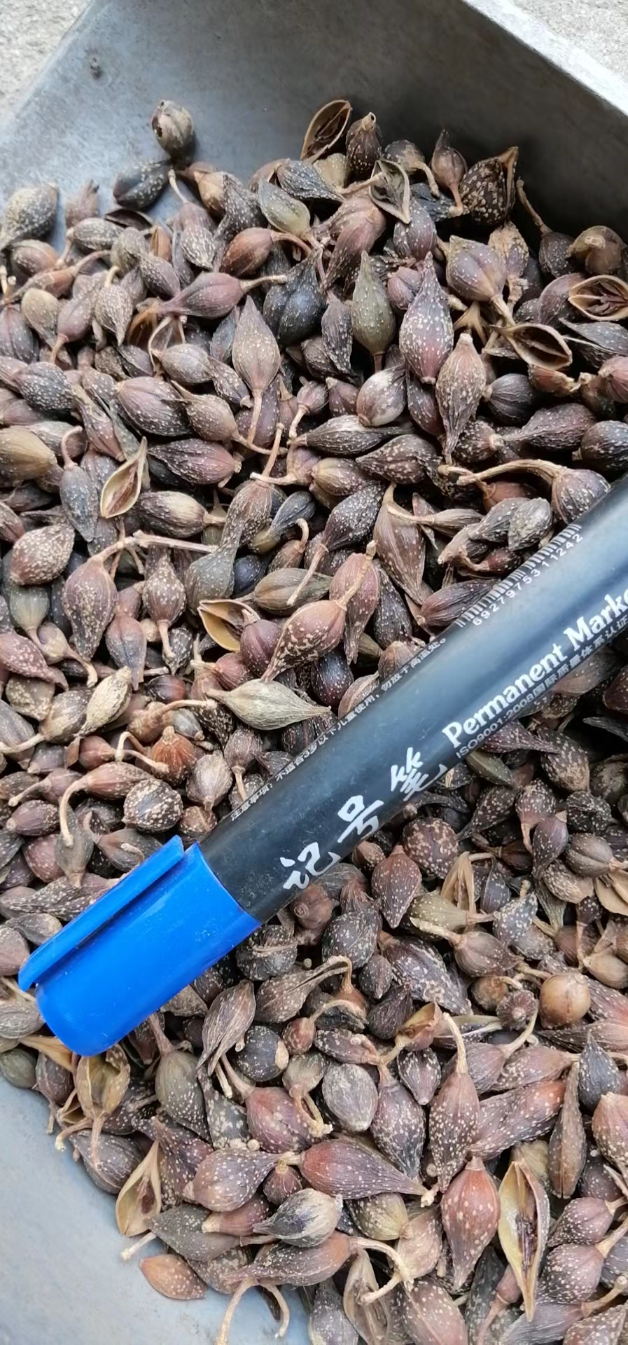 河南南阳西峡县连翘产地开始抢青