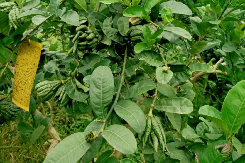 四川省乐山市佛手 近期订货客户增加