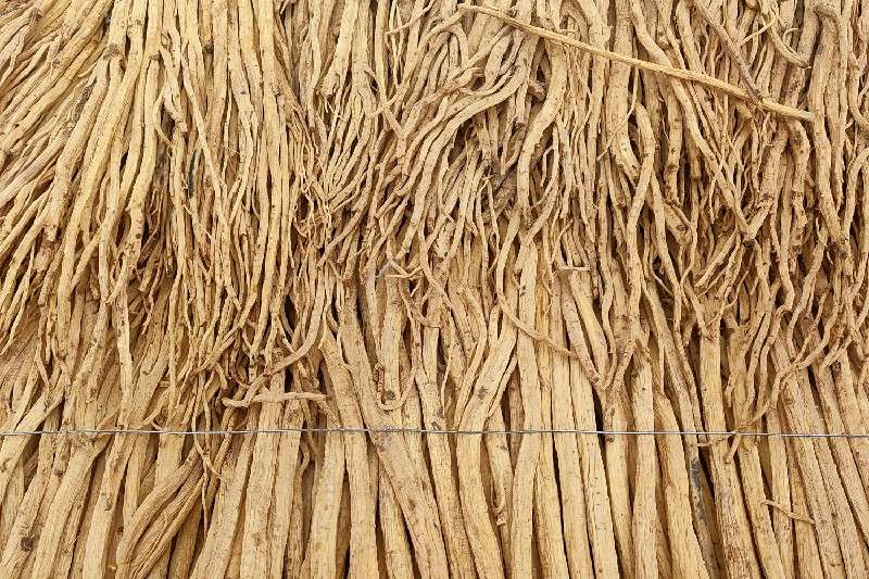 甘肃省定西市市辖区党参货源不丰