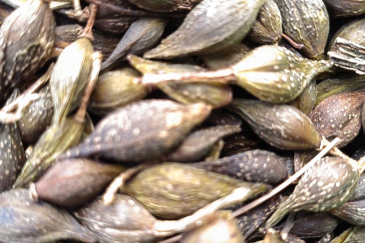 河南省洛阳市栾川县部分地区抢青开始 本地加工户观望居多