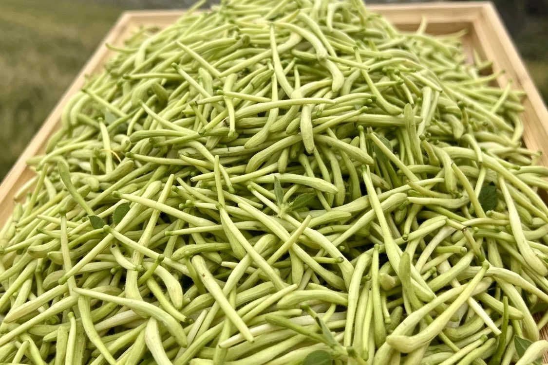 河北巨鹿金银花绿货价格坚挺