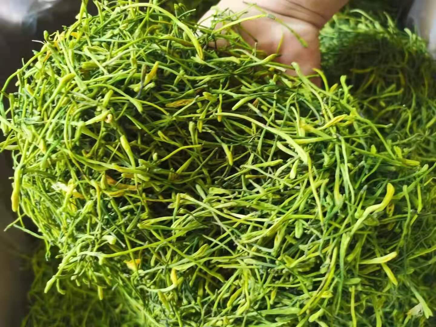 湖南邵阳隆回县产地山银花少量加工厂已产新