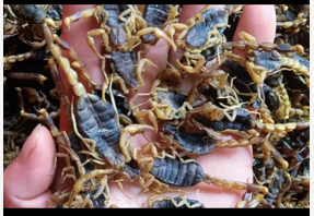 河南省洛阳市全蝎走势畅快