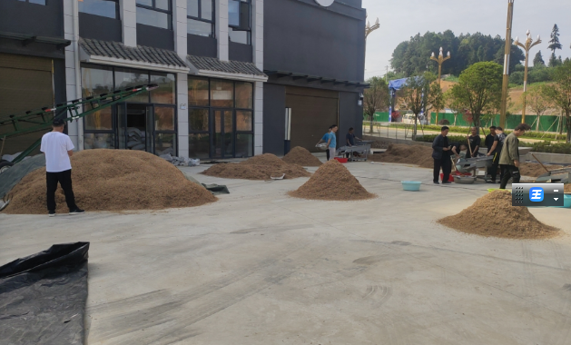 贵州太子参产地货源走动明显加快