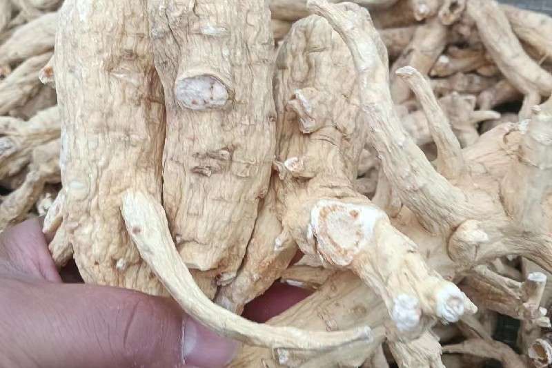 吉林省白山市抚松县西洋参持续涨价中