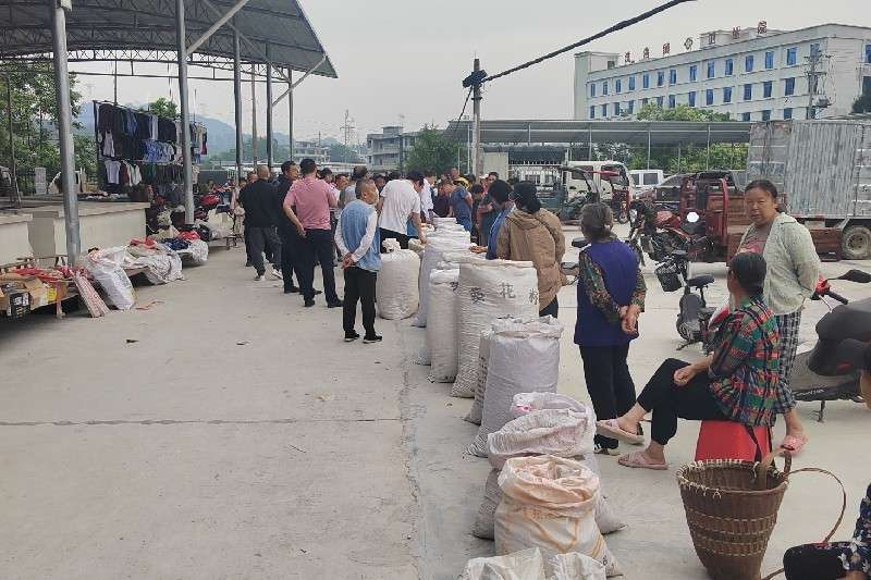 湖南省龙山县百合货源显少