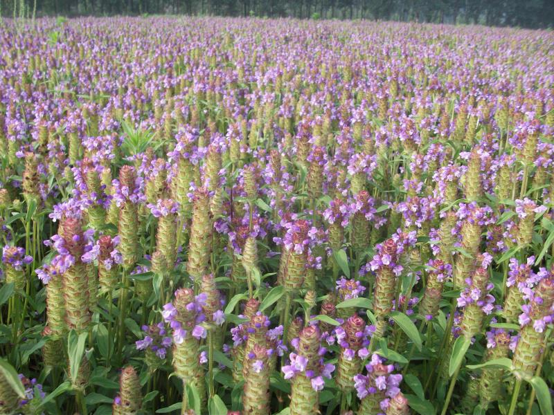 河南驻马店市确山县产地夏枯草已经开始产新了