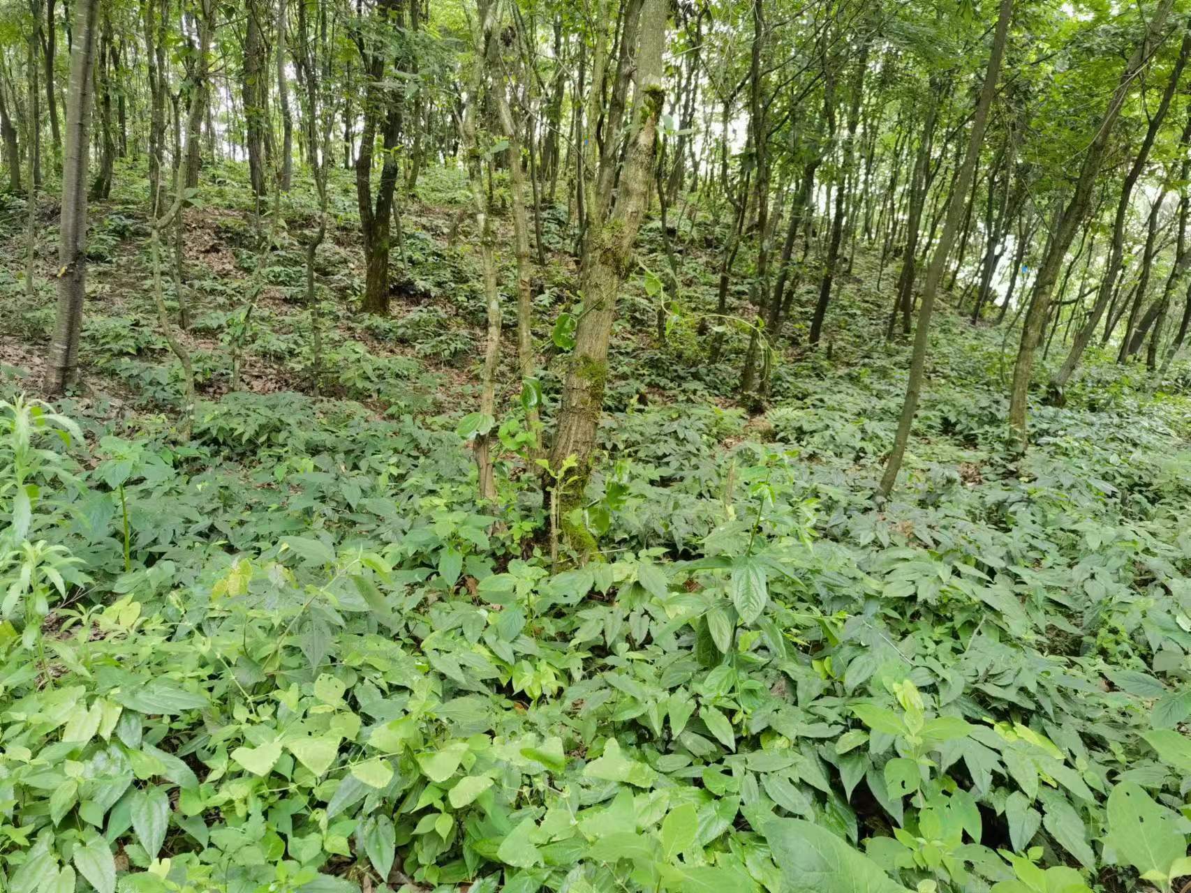 贵州产高含量“黔藿1号”箭叶淫羊藿秋收预订开始