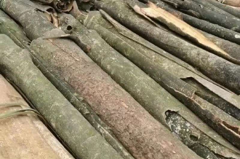 四川省乐山市市中区厚朴走势畅快