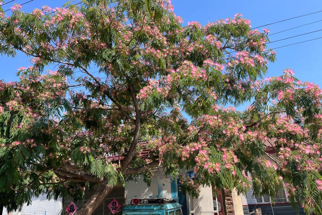 山东省德州市庆云县合欢花马上产新