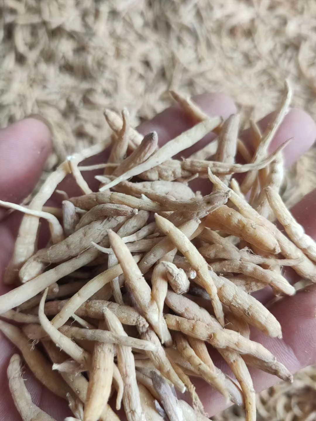 贵州省施秉县太子参近日走货一般，价格上浮