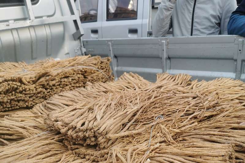 甘肃省定西市岷县党参走势稳定