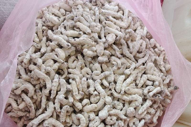 广西河池市宜州市 僵蚕货源短缺