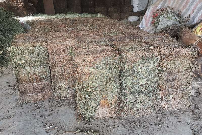 湖北省恩施鱼腥草行情止升暂时转稳